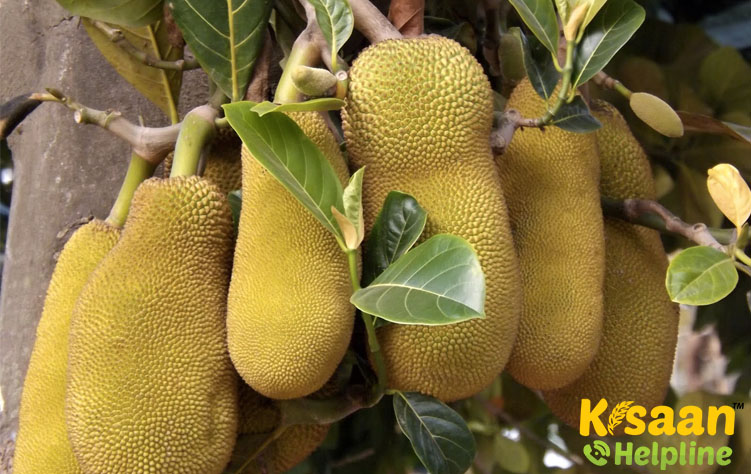 Swarna Manohar (स्वर्ण मनोहर)